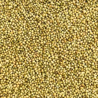 Coriander Seeds