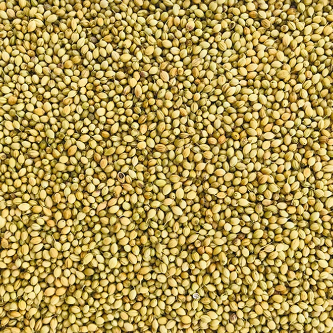 Coriander Seeds