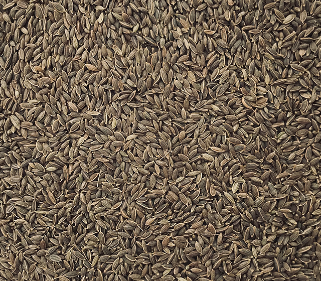 Dill Seeds