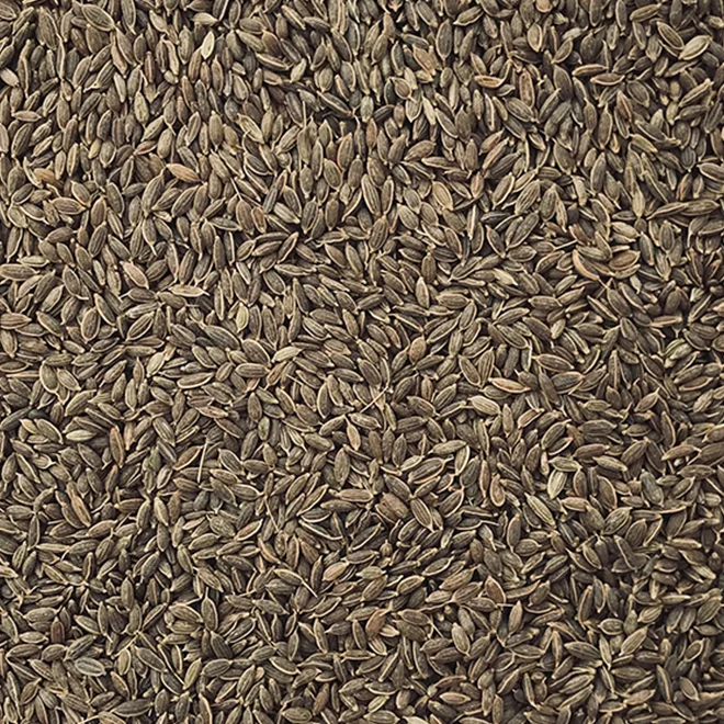 Dill Seeds