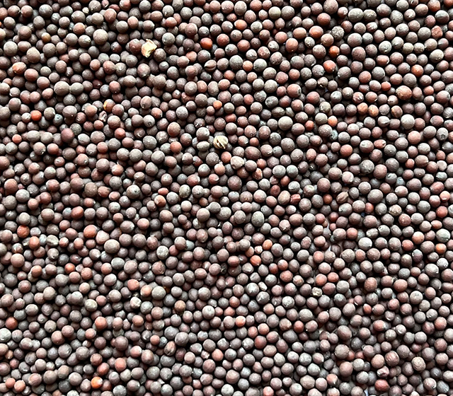 mustard seeds