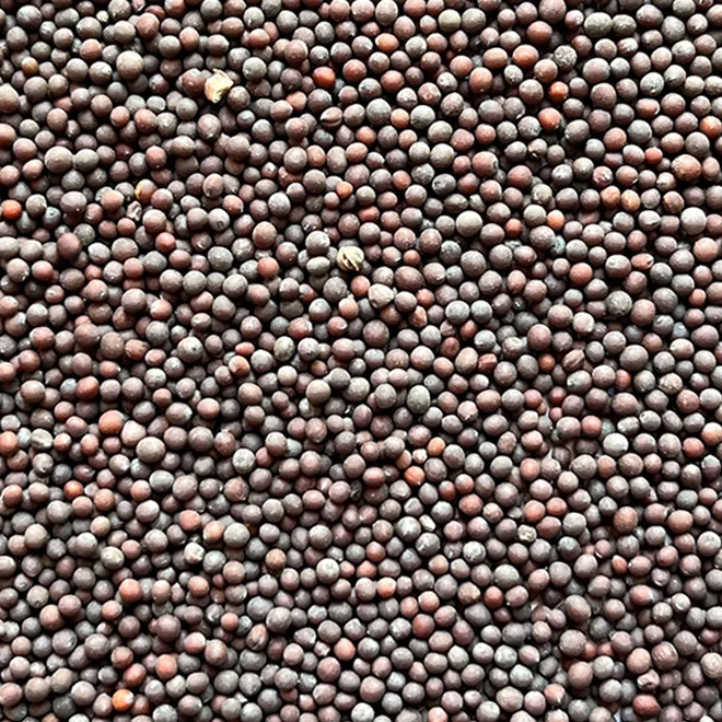 Mustard Seeds